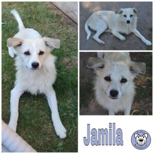 Jamila in 18311 Ribnitz-Damgarten - vermittelt