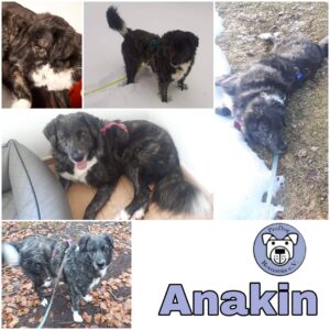 ANAKIN- Gnadenplatzhund seit dem 31.08.2021