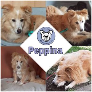 PEPPINA - Gnadenplatzhund seit Oktober 2020