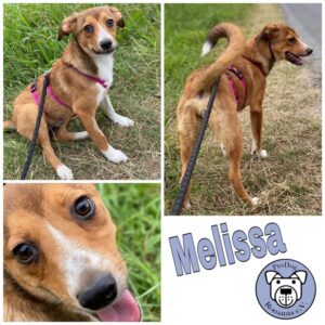 Melissa in 18311Ribnitz-Damgarten *vermittelt*