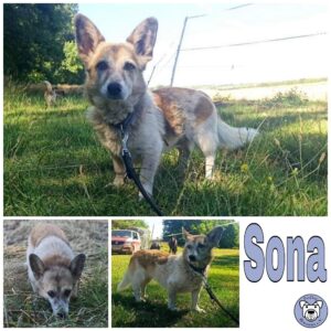 Sona in 99636 Ostramondra *vermittelt*