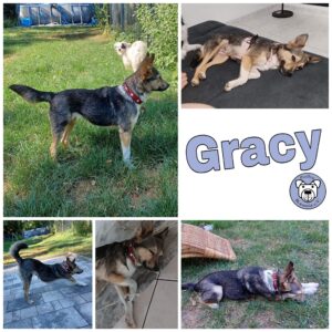 Gracy in 76297 Stutensee *vermittelt*