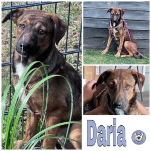 Daria in 92367 Pilsach *vermittelt*