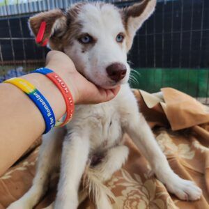 NANOOK - RBB 08/2022