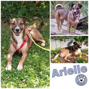 Arielle in 78733 Aichhalden *vermittelt*