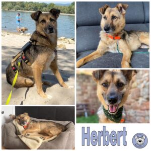 Herbert in 55568 Lauschied *vermittelt*