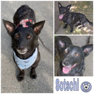 Sotschi in 18311 Ribnitz Damgarten *vermittelt*