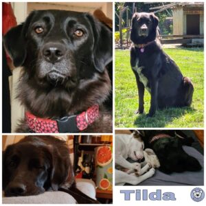 Tilda in 12623 Berlin *vermittelt*