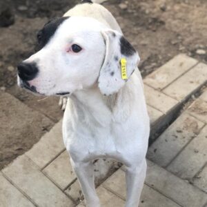 SNOWFLAKE - auf Pflegestelle in PLZ 2 vermittelt