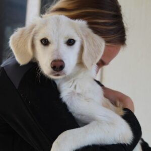 MAGALI - reserviert Tierhilfe Lebenswert DR 09.11. - vermittelt