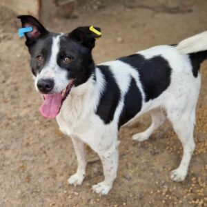 TACO (♂) - ausgereist zum TST Rösrath (AL)