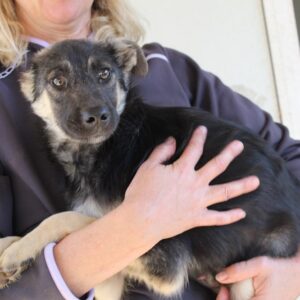 PADDY - reserviert für Tierhilfe Lebenswert - vermittelt