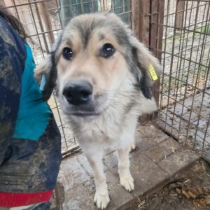 JASSI - viel zu dünn - reserviert TH Filderstadt - vermittelt