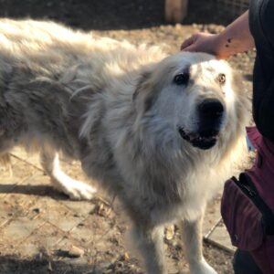 EISBÄR - reserviert NadineH vermittelt