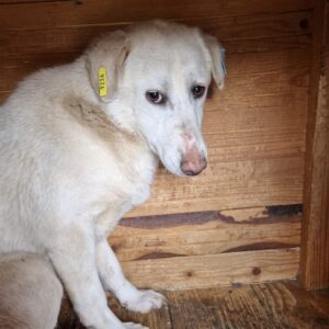 AMIE - vermisst 11/24