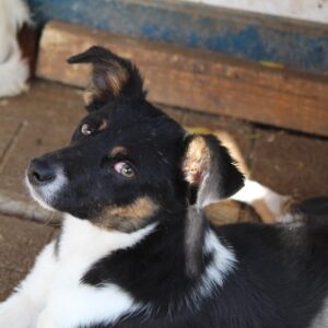 PRINCESS - sollte zeitnah ausreisen - reserviert PVA - vermittelt