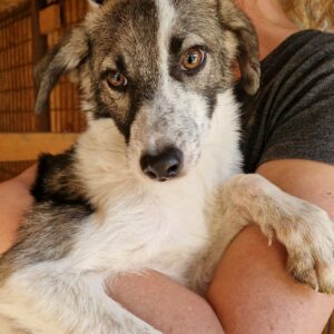 MAYLO - durchtrittig, sehr dünn - reserviert JW vermittelt