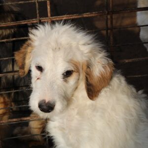 MARIAN - reserviert IH DR 21.11. - vermittelt