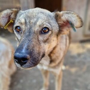 SOLELE - viel zu dünn - vermittelt Nadine H