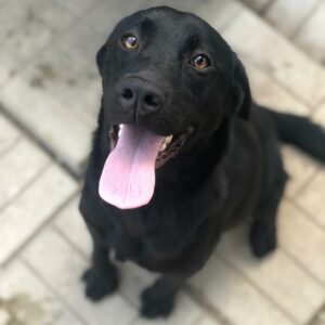 NOIR - reserviert Betty vermittelt