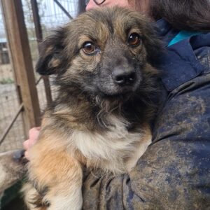 SUENJA - auf Pflegestelle in PLZ 18 *vermittelt*