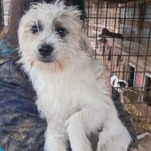 MICKEL - reserviert TH Wannigsmühle - vermittelt