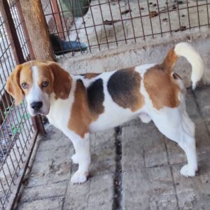 PORTOBELLO - auf Pflegestelle in PLZ 5 vermittelt