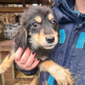 TIZIA - reserviert TH Limburg - vermittelt