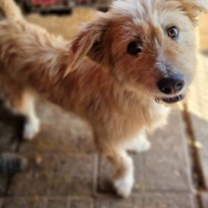 AJA - reserviert Tierhilfe Lebenswert DR - vermittelt