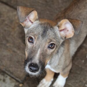 DANA - sollte zeitnah ausreisen - reserviert Tierhilfe Lebenswert DR 25.11. - vermittelt
