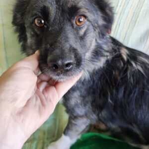 NOBBI - auf Pflegestelle in PLZ 4 *vermittelt*