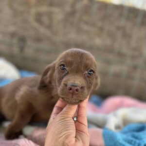 LENNO - reserviert NiWi vermittelt