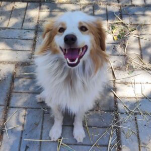 SKIPPER - reserviert Alexandra vermittelt