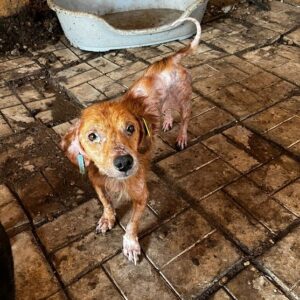 JANNO - reserviert TiNO DR (vorher Klinik Bukarest / PM) - vermittelt