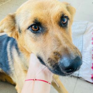 LIRA - reserviert KM vermittelt