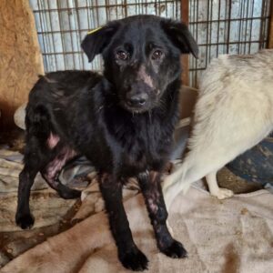 KERMIT - Hautprobleme - reserviert TINO clinic 05.04.2023 PM - vermittelt