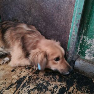 CUTIE - reserviert Vierbeiner in Not - vermittelt