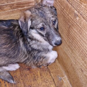 POLLI - braucht dringend Anschluss an den Menschen - reserviert NH - vermittelt