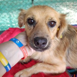 RONNJA - auf Pflegestelle in PLZ 2 vermittelt