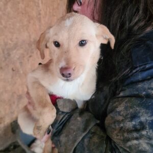 SHAILIN - reserviert für Tierhilfe Lebenswert - vermittelt