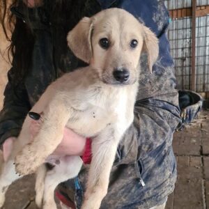 CHICCO - aktuell in Klinik 17/02/23 - reserviert Tierhilfe Lebenswert DR 05.03.- vermittelt