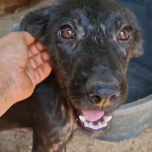 FILINCHEN - durchtrittig, Hautprobleme - ausgereist zum TH Iserlohn