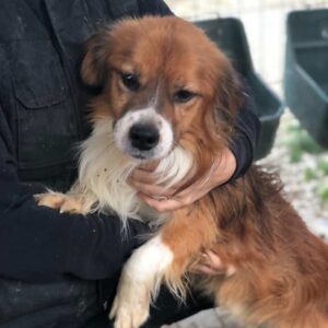 SCHLUMPF - reserviert JW vermittelt