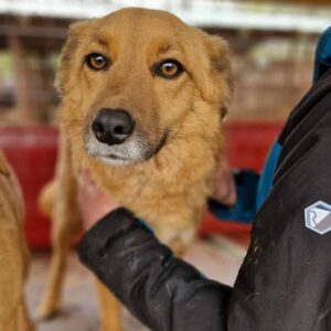 BLUNA - auf PDR PS im PLZ Bezirk 78 - vermittelt