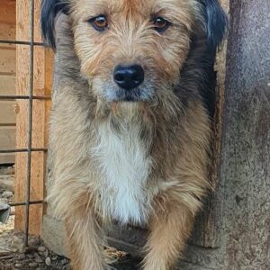 AXEL - auf Pflegestelle in PLZ 06 *vermittelt*