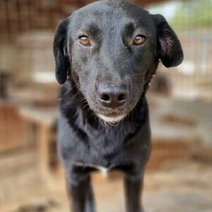 PIPPO (♂) - vermittelt BD