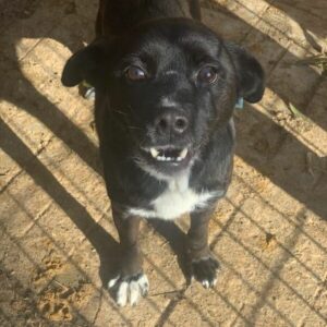 TULLIUS - reserviert für Tierhilfe Lebenswert - vermittelt