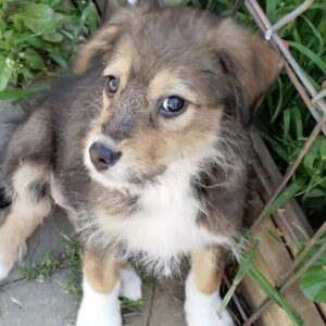 MELISSA - ausgereist zur Tierhilfe Lebenswert