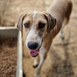 ALESH - ausgereist zum TST Rösrath