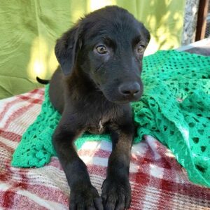 SLAY - auf PDR PS im PLZ Bezirk 78 - vermittelt